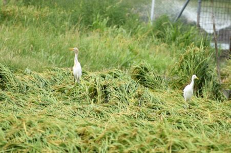 稲穂の上でイナゴを探すアマサギ