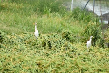 稲穂の上でイナゴを探すアマサギ