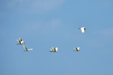 飛翔中のアマサギ