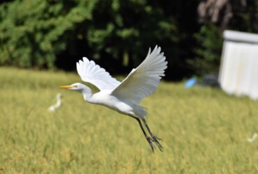飛翔中のアマサギ