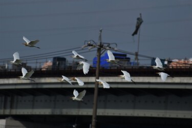 飛翔中のアマサギ