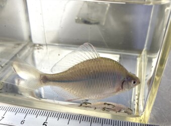 タイリクバラタナゴ