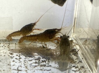 アメリカザリガニ