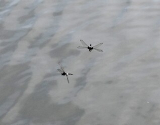 オス同士がやり合う