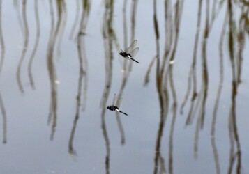 オス同士がやり合う