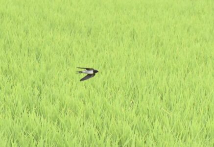 田んぼの上を飛翔する