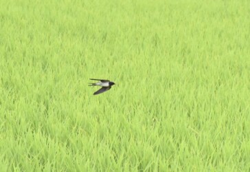 田んぼの上を飛翔する