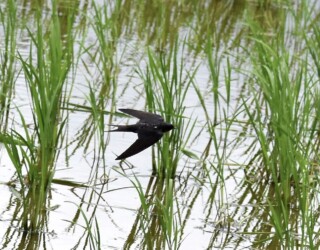 田んぼの上を飛翔する