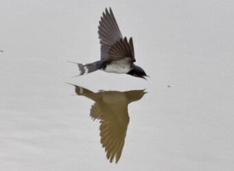 アメンボを捕る