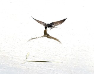 アメンボを捕る