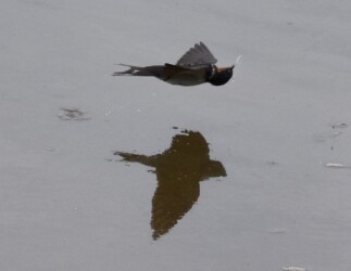 飛翔しながら水を吐く