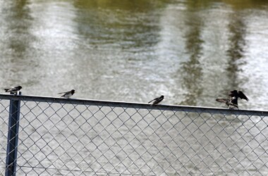 ツバメの幼鳥に餌を渡す親鳥