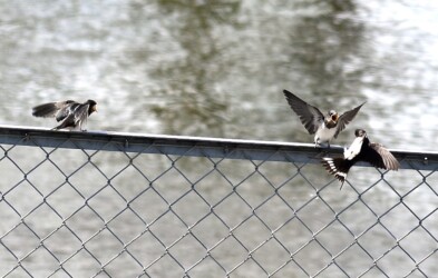 ツバメの幼鳥に餌を渡す親鳥