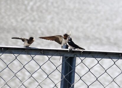 ツバメの幼鳥に餌を渡す親鳥