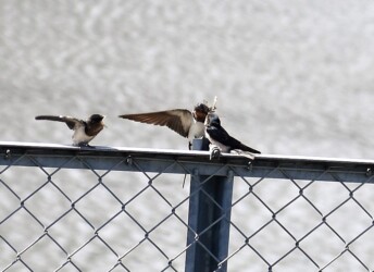 ツバメの幼鳥に餌を渡す親鳥