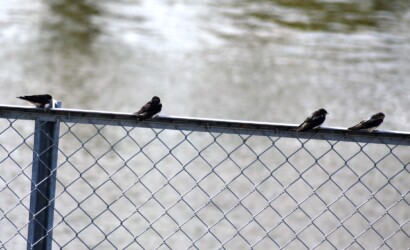 ツバメの幼鳥に餌を渡す親鳥