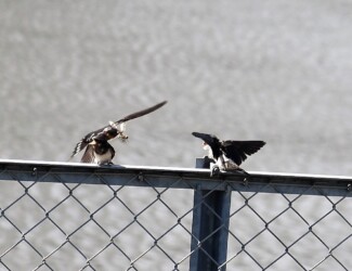 ツバメの幼鳥に餌を渡す親鳥
