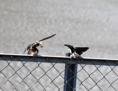 ツバメの幼鳥に餌を渡す親鳥