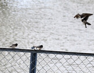 ツバメの幼鳥に餌を渡す親鳥