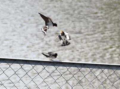 ツバメの幼鳥に餌を渡す親鳥