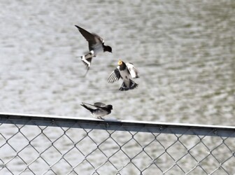 ツバメの幼鳥に餌を渡す親鳥