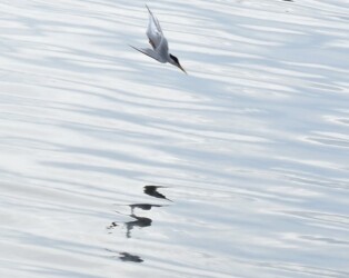 コアジサシが魚を捕って幼鳥に渡す