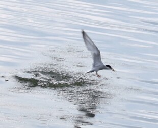 コアジサシが魚を捕って幼鳥に渡す