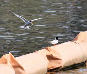 コアジサシが魚を捕って幼鳥に渡す