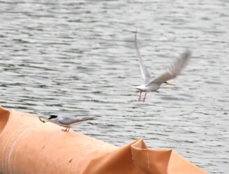 コアジサシが魚を捕って幼鳥に渡す