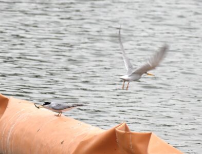 コアジサシが魚を捕って幼鳥に渡す
