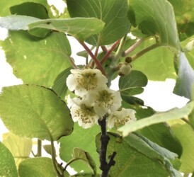 キュウイの雄花