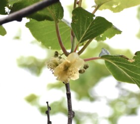 キュウイの雄花