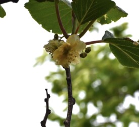 キュウイの雄花