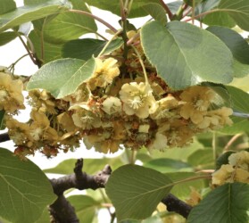 キュウイの雌花