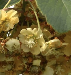 キュウイの雌花