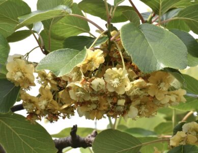 キュウイの雌花
