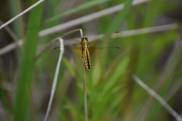 ハラビロトンボのメス
