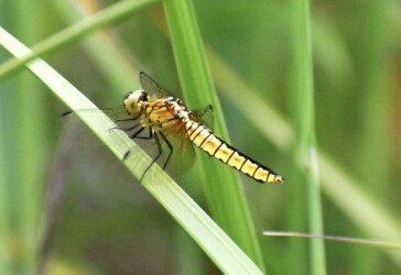 ハラビロトンボのメス