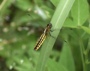 ハラビロトンボのメス