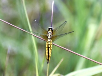 羽化して間もないオス
