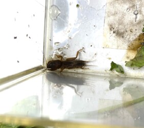 最近捕ったケラ