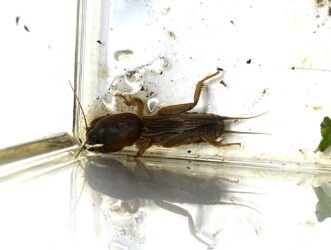 最近捕ったケラ