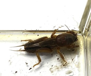 最近捕ったケラ