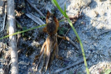 五条川で見かけたケラ