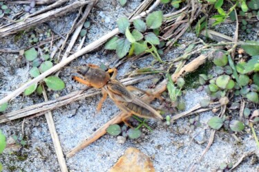 五条川で見かけたケラ