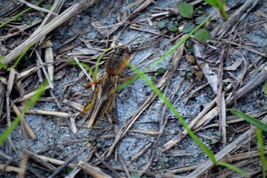 五条川で見かけたケラ