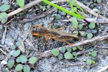 五条川で見かけたケラ