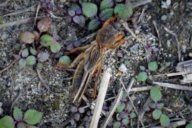 五条川で見かけたケラ