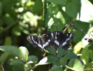 オスがオスに迫る?