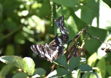 オスがオスに迫る?